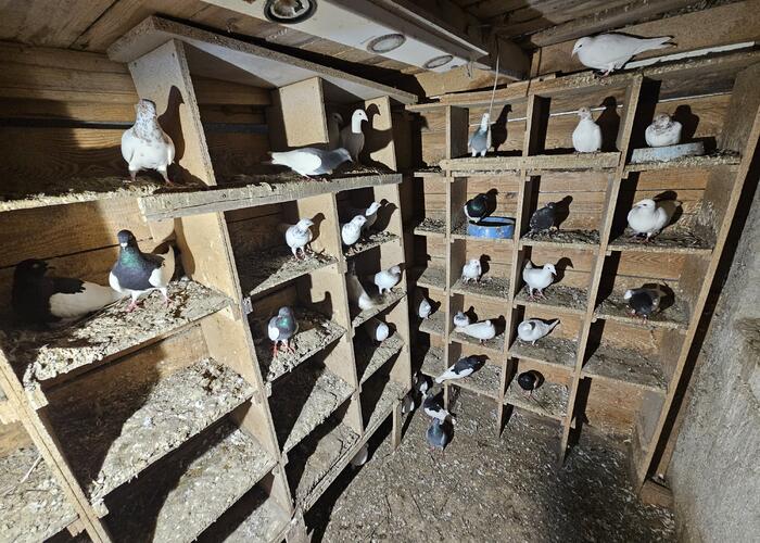 Grajewo ogłoszenia: Witam!
Likwiduje gołębnik. Sprzedam wszystkie sztuki od razu....